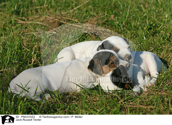 Jack Russell Terrier / Jack Russell Terrier / PM-03353