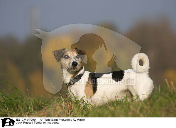 Jack Russell Terrier auf Wiese / Jack Russell Terrier on meadow / CM-01099