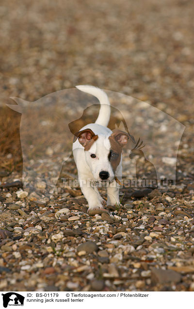 rennender Jack Russell Terrier / running jack russell terrier / BS-01179