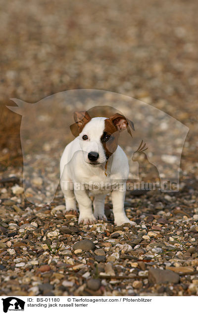 stehender Jack Russell Terrier / standing jack russell terrier / BS-01180