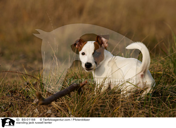 stehender Jack Russell Terrier / standing jack russell terrier / BS-01188