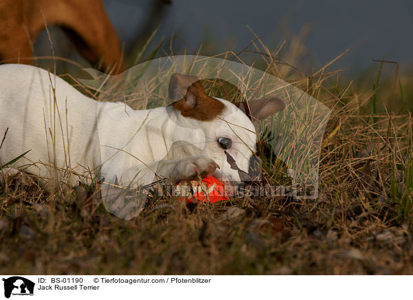 Jack Russell Terrier / Jack Russell Terrier / BS-01190