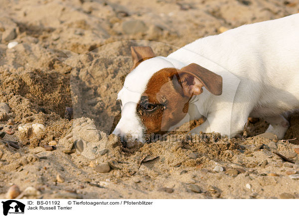 Jack Russell Terrier / Jack Russell Terrier / BS-01192