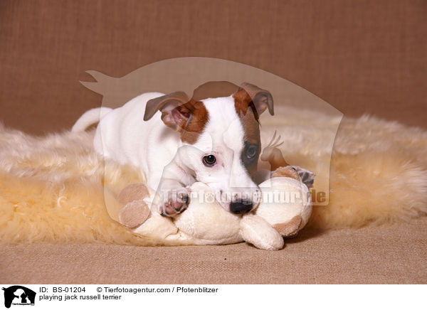 spielender Jack Russell Terrier / playing jack russell terrier / BS-01204