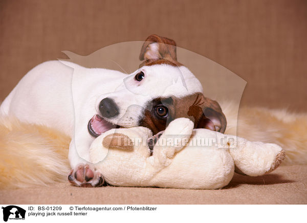 spielender Jack Russell Terrier / playing jack russell terrier / BS-01209