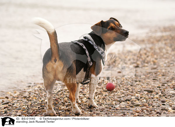 stehender Jack Russell Terrier / standing Jack Russell Terrier / BS-01440