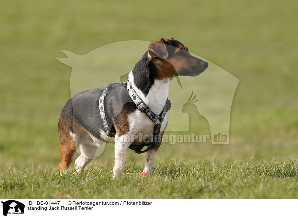stehender Jack Russell Terrier / standing Jack Russell Terrier / BS-01447