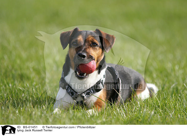 liegender Jack Russell Terrier / lying Jack Russell Terrier / BS-01451