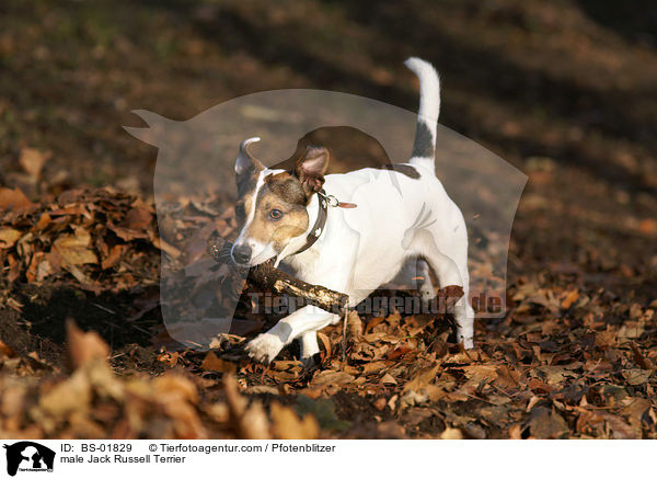 Jack Russell Terrier Rde / male Jack Russell Terrier / BS-01829
