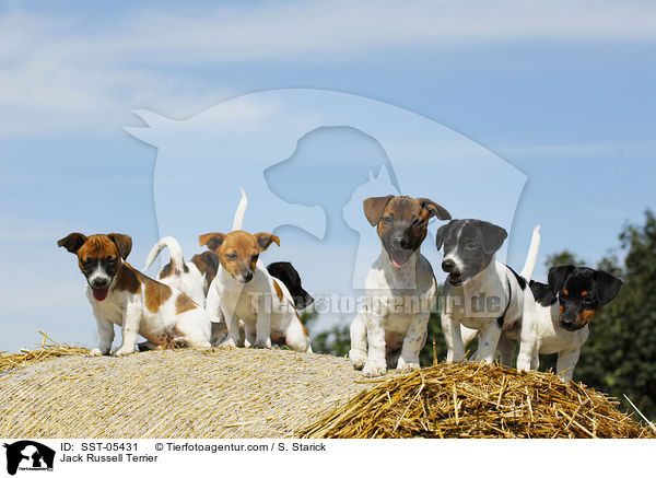 Jack Russell Terrier / Jack Russell Terrier / SST-05431