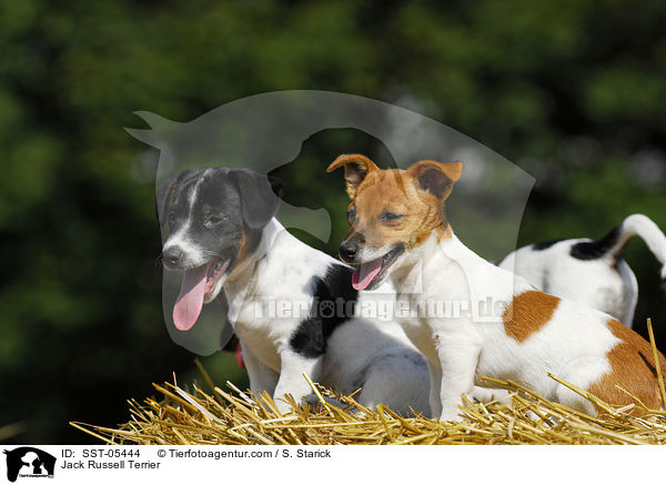 Jack Russell Terrier / Jack Russell Terrier / SST-05444