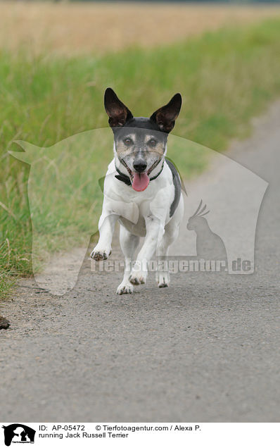 rennender Jack Russell Terrier / running Jack Russell Terrier / AP-05472