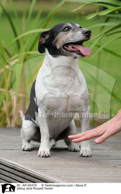 sitzender Jack Russell Terrier / sitting Jack Russell Terrier / AP-05479