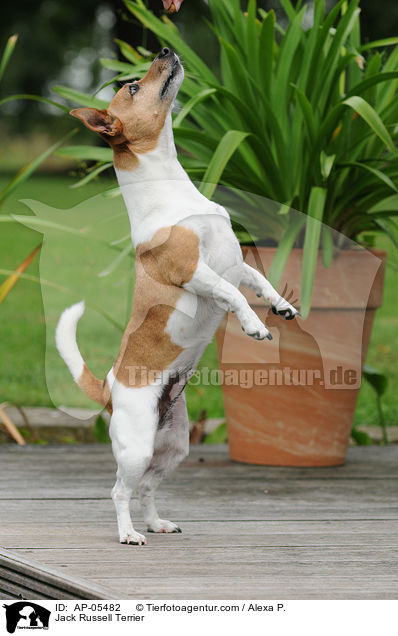 Jack Russell Terrier / Jack Russell Terrier / AP-05482