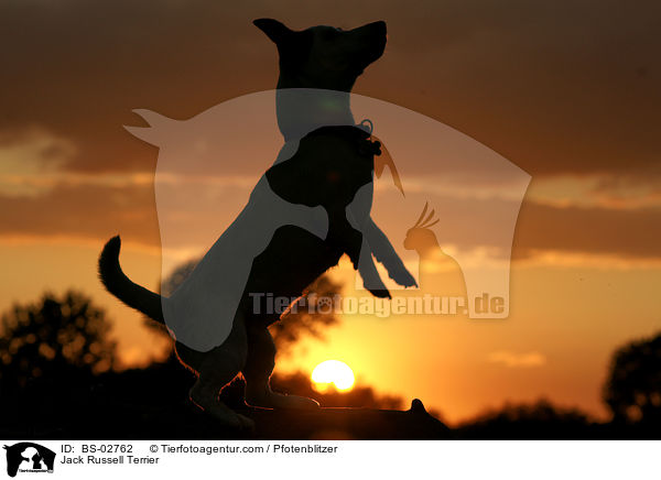 Jack Russell Terrier / Jack Russell Terrier / BS-02762