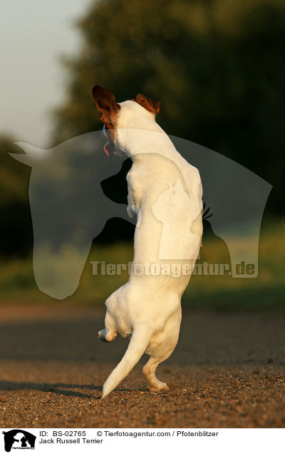 Jack Russell Terrier / Jack Russell Terrier / BS-02765