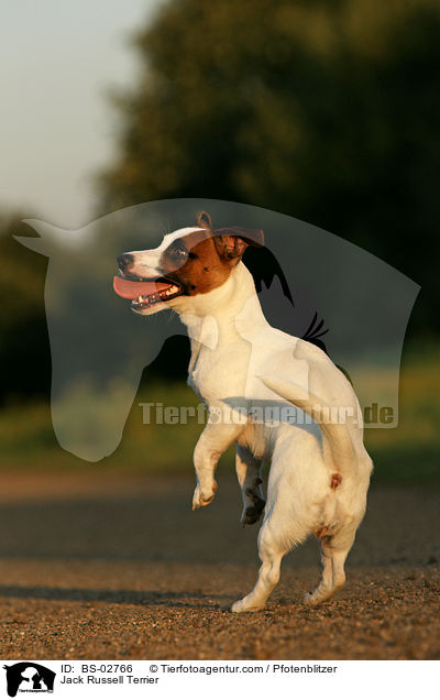 Jack Russell Terrier / BS-02766