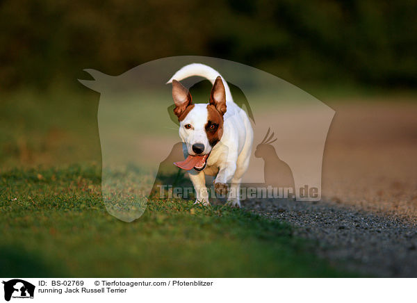 rennender Jack Russell Terrier / running Jack Russell Terrier / BS-02769