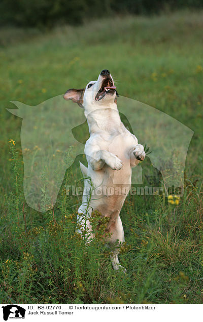 Jack Russell Terrier / Jack Russell Terrier / BS-02770