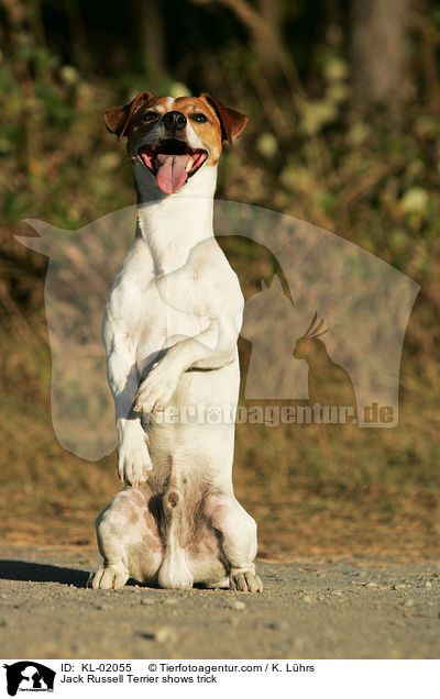 Jack Russell Terrier macht Mnnchen / Jack Russell Terrier shows trick / KL-02055