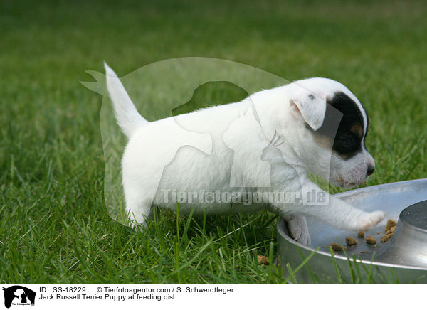 Parson Russell Terrier Welpe am Futternapf / Parson Russell Terrier Puppy at feeding dish / SS-18229