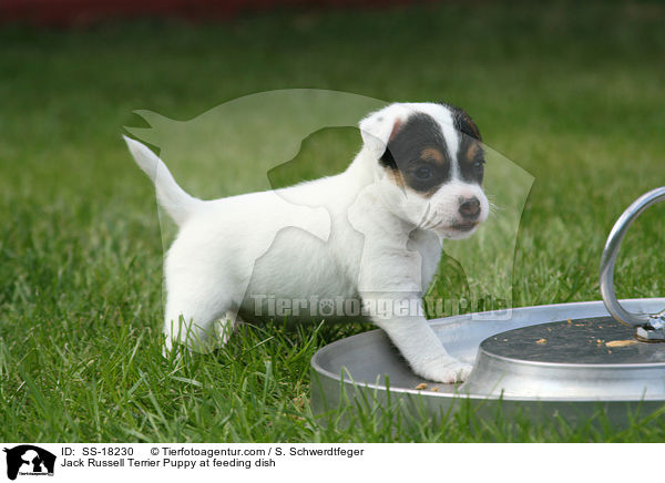 Parson Russell Terrier Welpe am Futternapf / Parson Russell Terrier Puppy at feeding dish / SS-18230