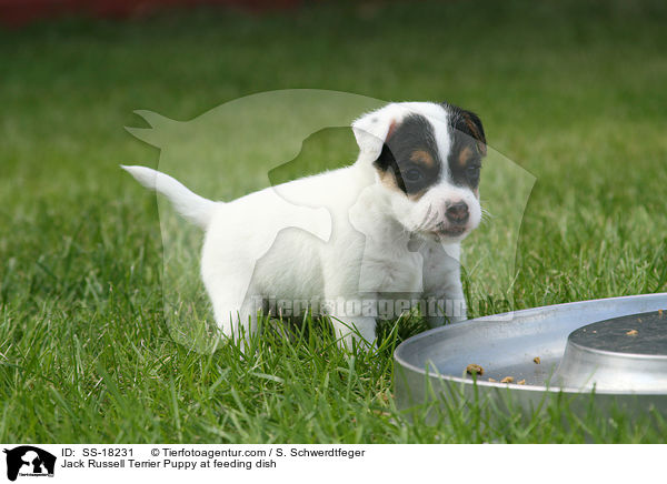 Parson Russell Terrier Welpe am Futternapf / Parson Russell Terrier Puppy at feeding dish / SS-18231