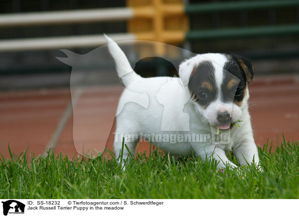 Parson Russell Terrier Welpe auf der Wiese / Parson Russell Terrier Puppy in the meadow / SS-18232