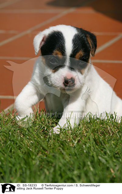 sitzender Parson Russell Terrier Welpe / sitting Parson Russell Terrier Puppy / SS-18233