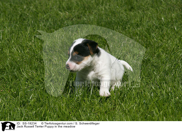 Parson Russell Terrier Welpe auf der Wiese / Parson Russell Terrier Puppy in the meadow / SS-18234