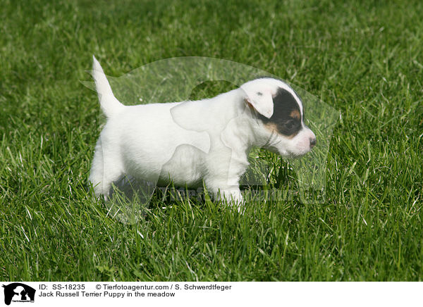 Parson Russell Terrier Welpe auf der Wiese / Parson Russell Terrier Puppy in the meadow / SS-18235
