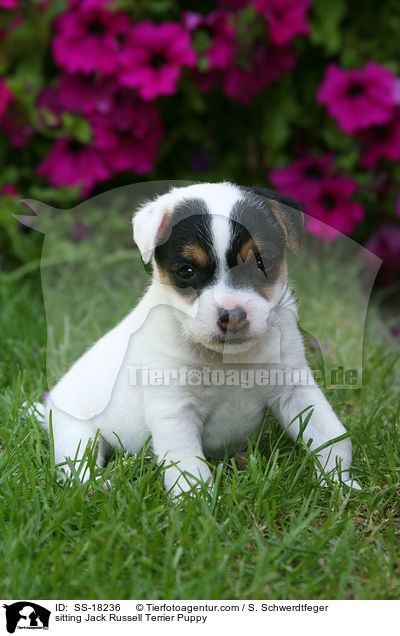 sitzender Parson Russell Terrier Welpe / sitting Parson Russell Terrier Puppy / SS-18236