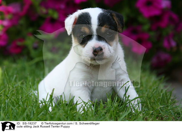 ser sitzender Parson Russell Terrier Welpe / cute sitting Parson Russell Terrier Puppy / SS-18237