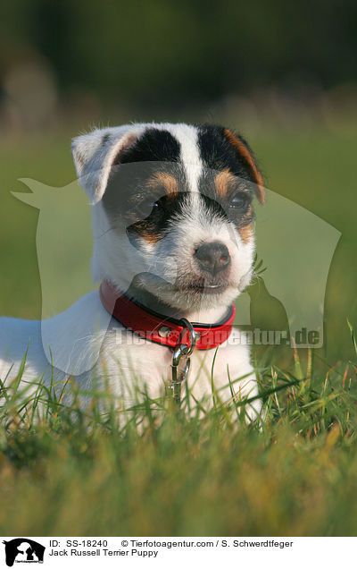 Parson Russell Terrier Welpe / Parson Russell Terrier Puppy / SS-18240