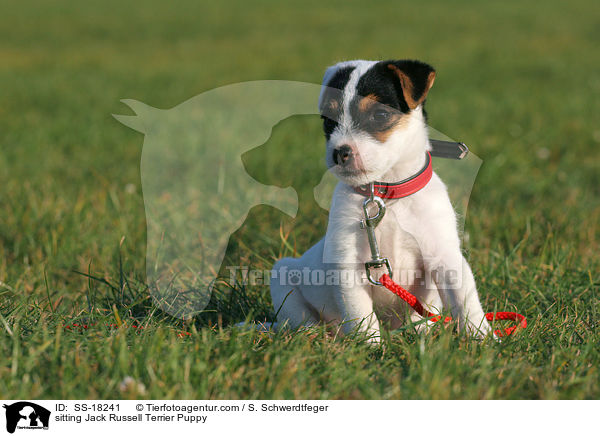 sitzender Parson Russell Terrier Welpe / sitting Parson Russell Terrier Puppy / SS-18241