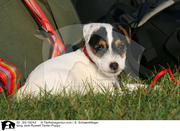 liegender Parson Russell Terrier Welpe / lying Parson Russell Terrier Puppy / SS-18242