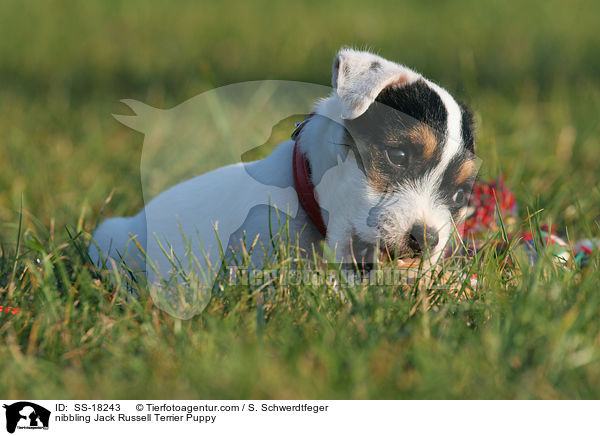 knabbernder Parson Russell Terrier Welpe / nibbling Parson Russell Terrier Puppy / SS-18243