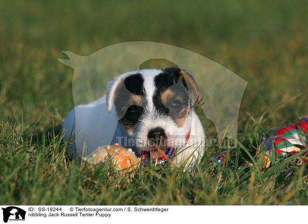 knabbernder Parson Russell Terrier Welpe / nibbling Parson Russell Terrier Puppy / SS-18244