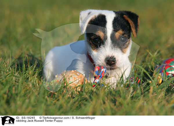 knabbernder Parson Russell Terrier Welpe / nibbling Parson Russell Terrier Puppy / SS-18245