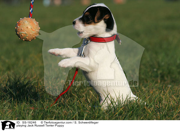spielender Parson Russell Terrier Welpe / playing Parson Russell Terrier Puppy / SS-18246