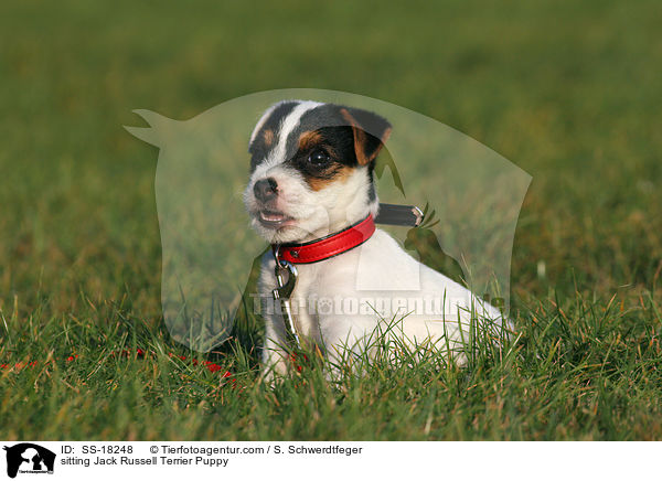 sitzender Parson Russell Terrier Welpe / sitting Parson Russell Terrier Puppy / SS-18248