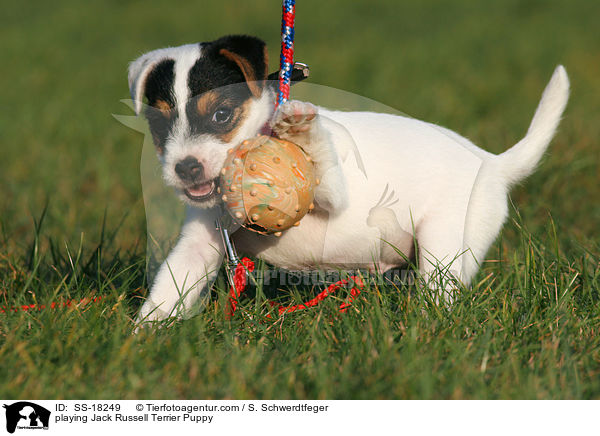 spielender Parson Russell Terrier Welpe / playing Parson Russell Terrier Puppy / SS-18249