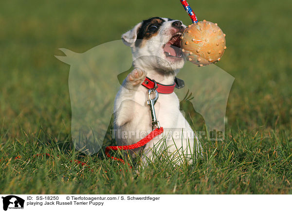 spielender Parson Russell Terrier Welpe / playing Parson Russell Terrier Puppy / SS-18250