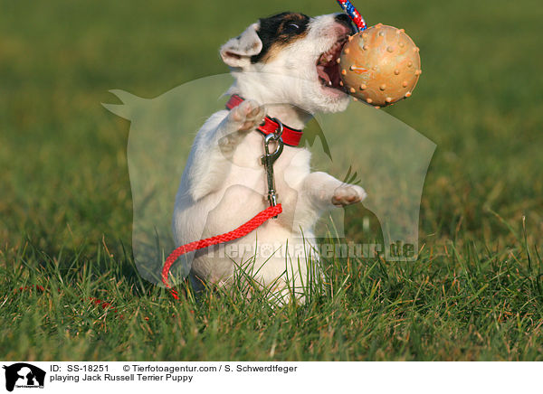 spielender Parson Russell Terrier Welpe / playing Parson Russell Terrier Puppy / SS-18251