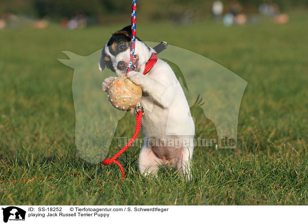 spielender Parson Russell Terrier Welpe / playing Parson Russell Terrier Puppy / SS-18252