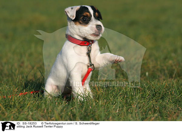 sitzender Parson Russell Terrier Welpe / sitting Parson Russell Terrier Puppy / SS-18253