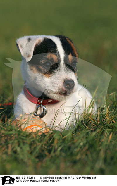 liegender Parson Russell Terrier Welpe / lying Parson Russell Terrier Puppy / SS-18255