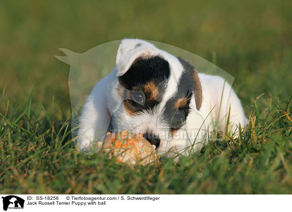 Parson Russell Terrier Welpe mit Ball / Parson Russell Terrier Puppy with ball / SS-18256