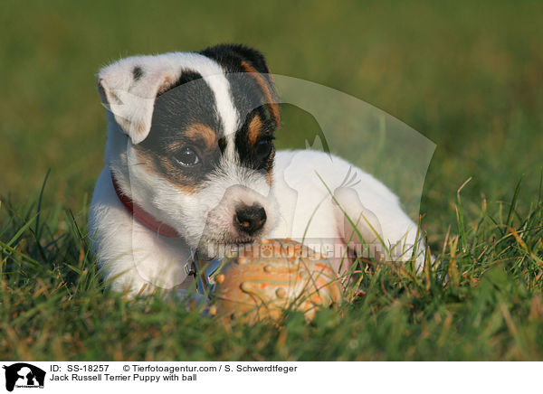 Parson Russell Terrier Welpe mit Ball / Parson Russell Terrier Puppy with ball / SS-18257
