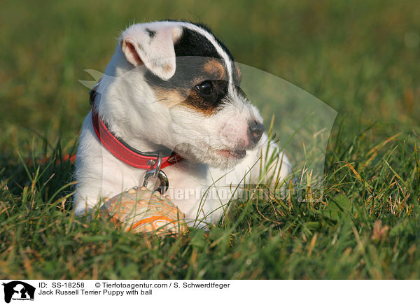 Parson Russell Terrier Welpe mit Ball / Parson Russell Terrier Puppy with ball / SS-18258